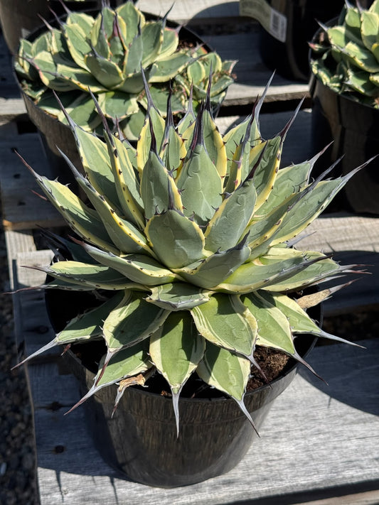 Agave aplanatta ‘cream spike’