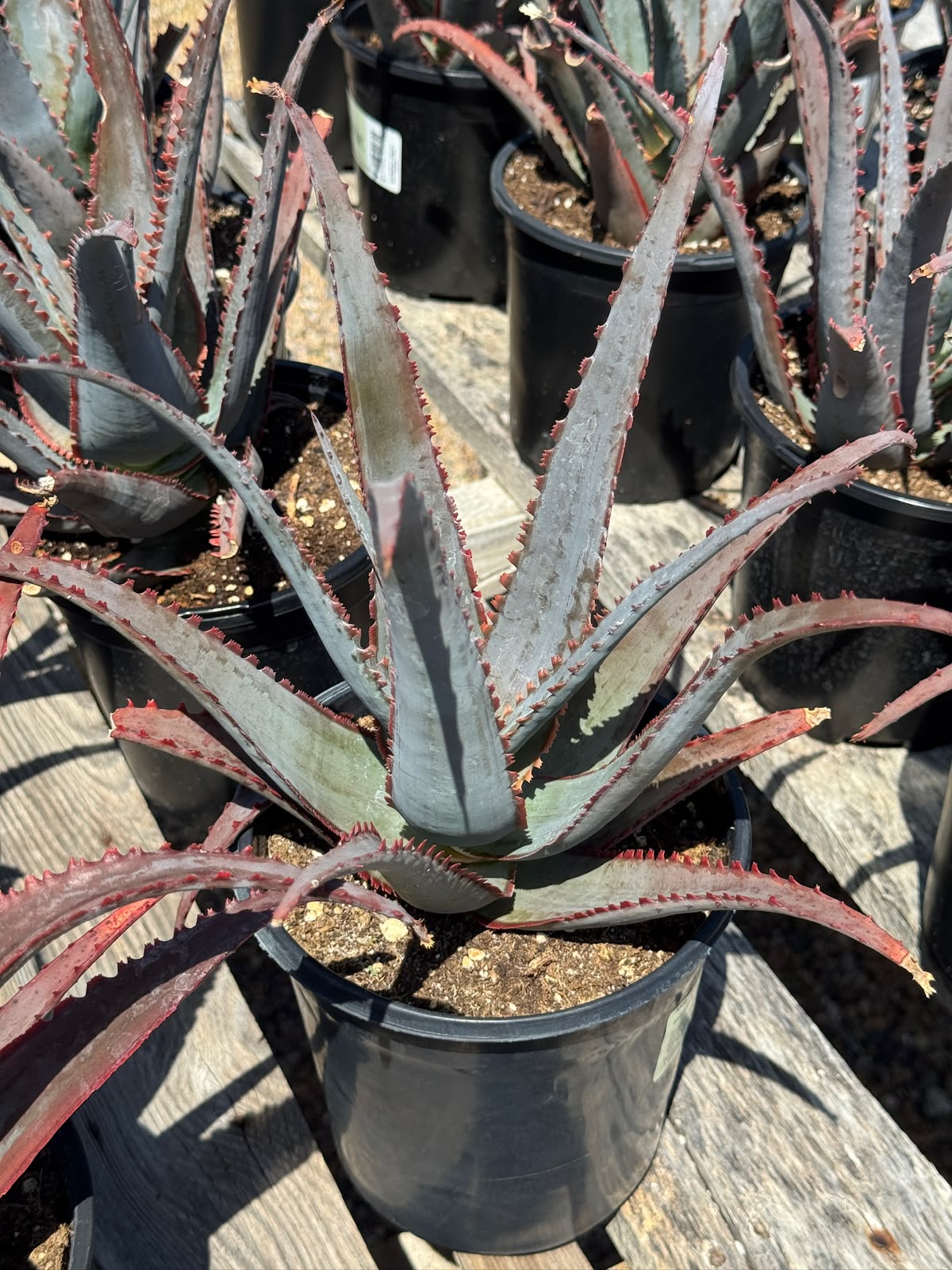Aloe divaricata ‘Diablo’