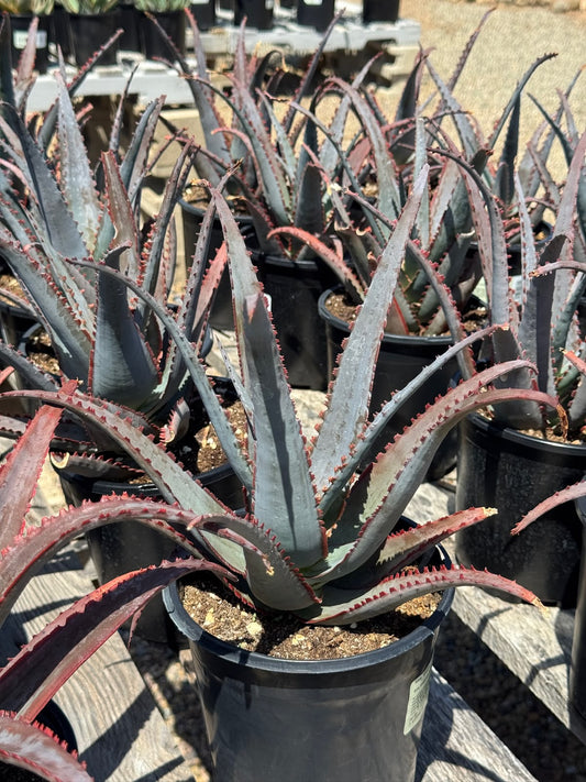 Aloe divaricata ‘Diablo’