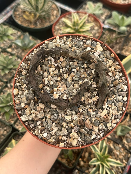 Ceropegia armandii