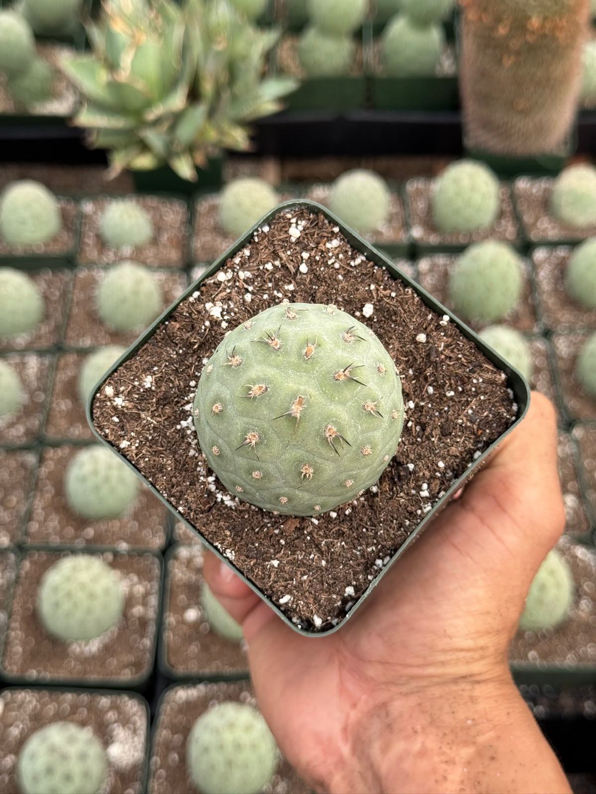 Tephrocactus geometricus