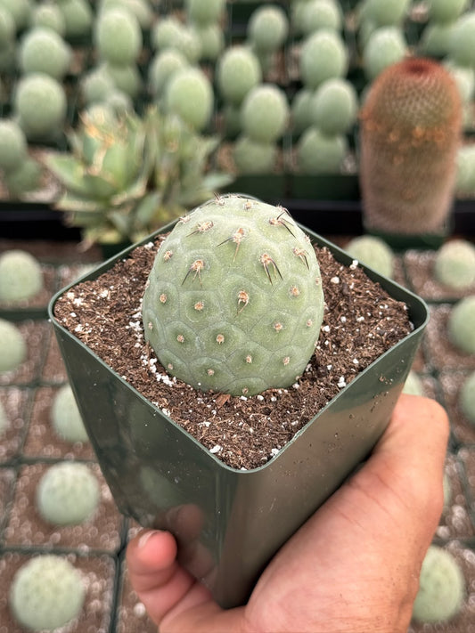 Tephrocactus geometricus