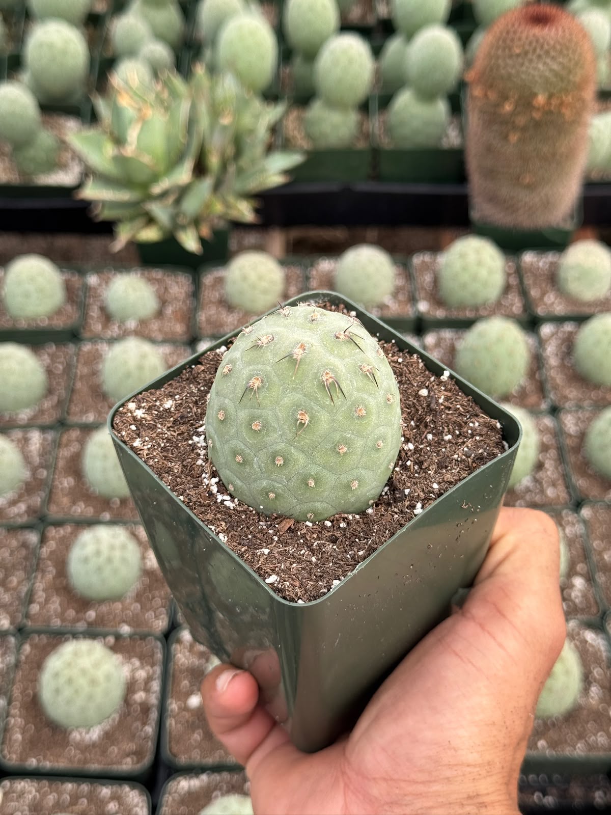 Tephrocactus geometricus
