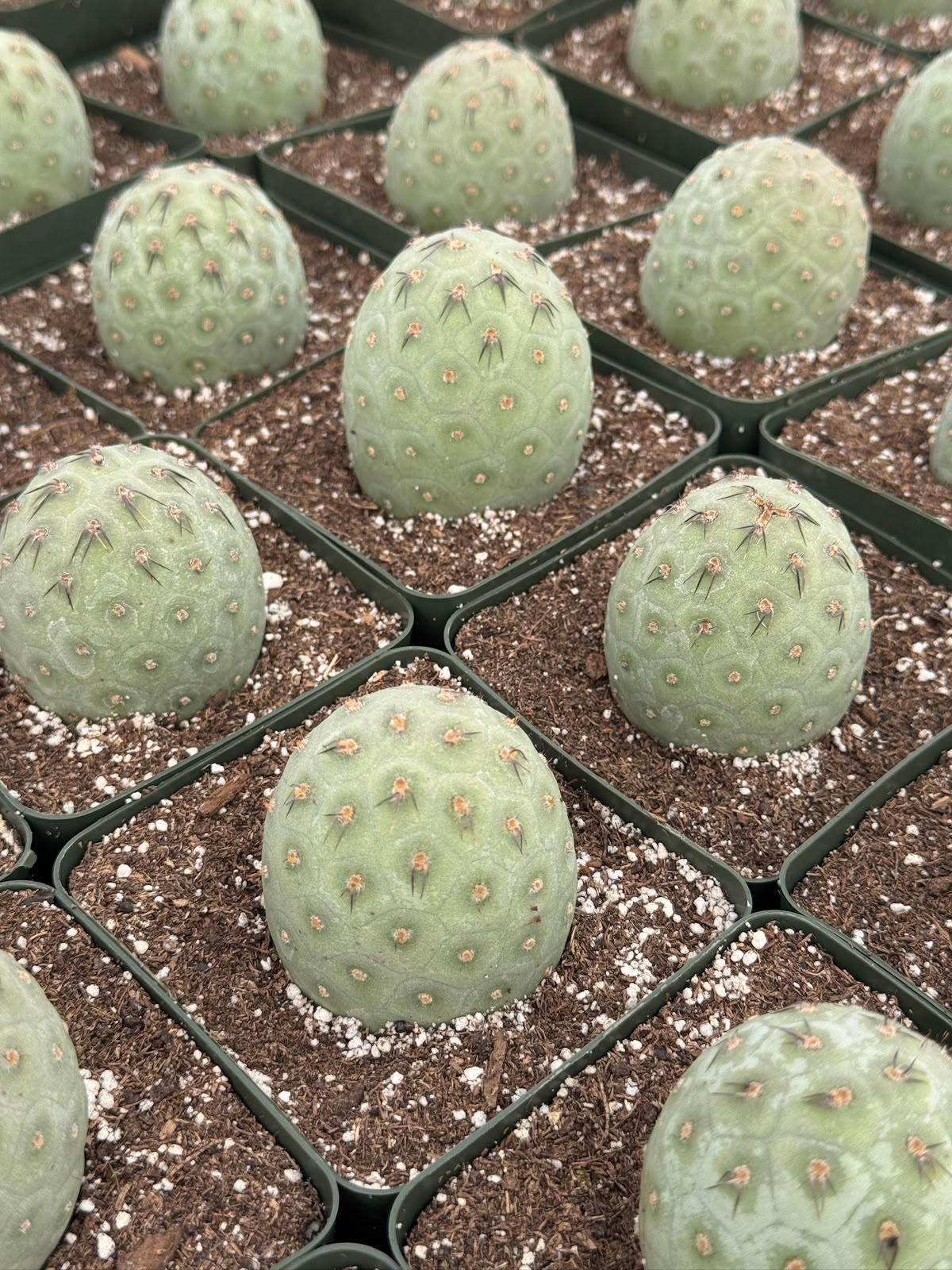 Tephrocactus geometricus