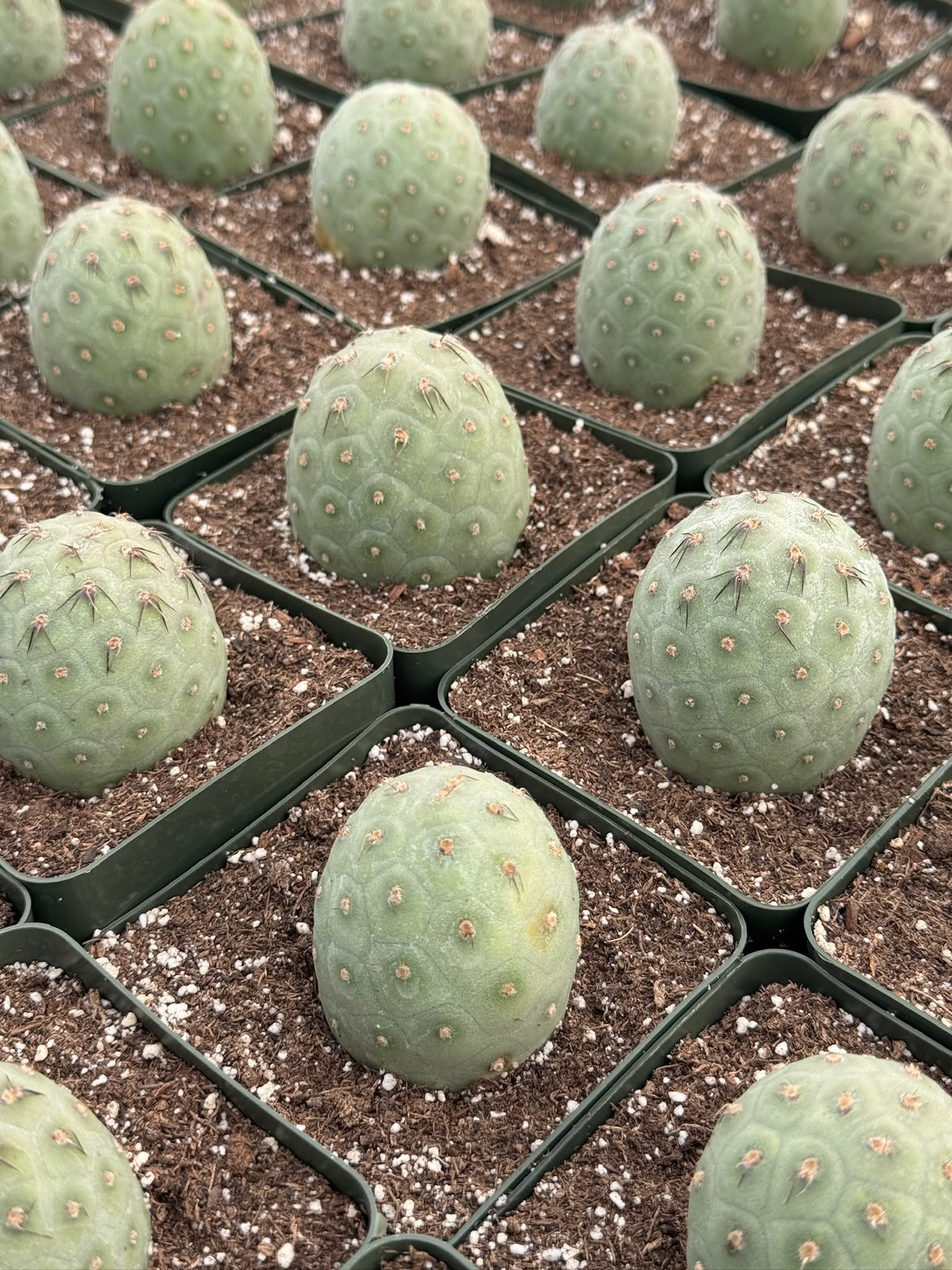 Tephrocactus geometricus