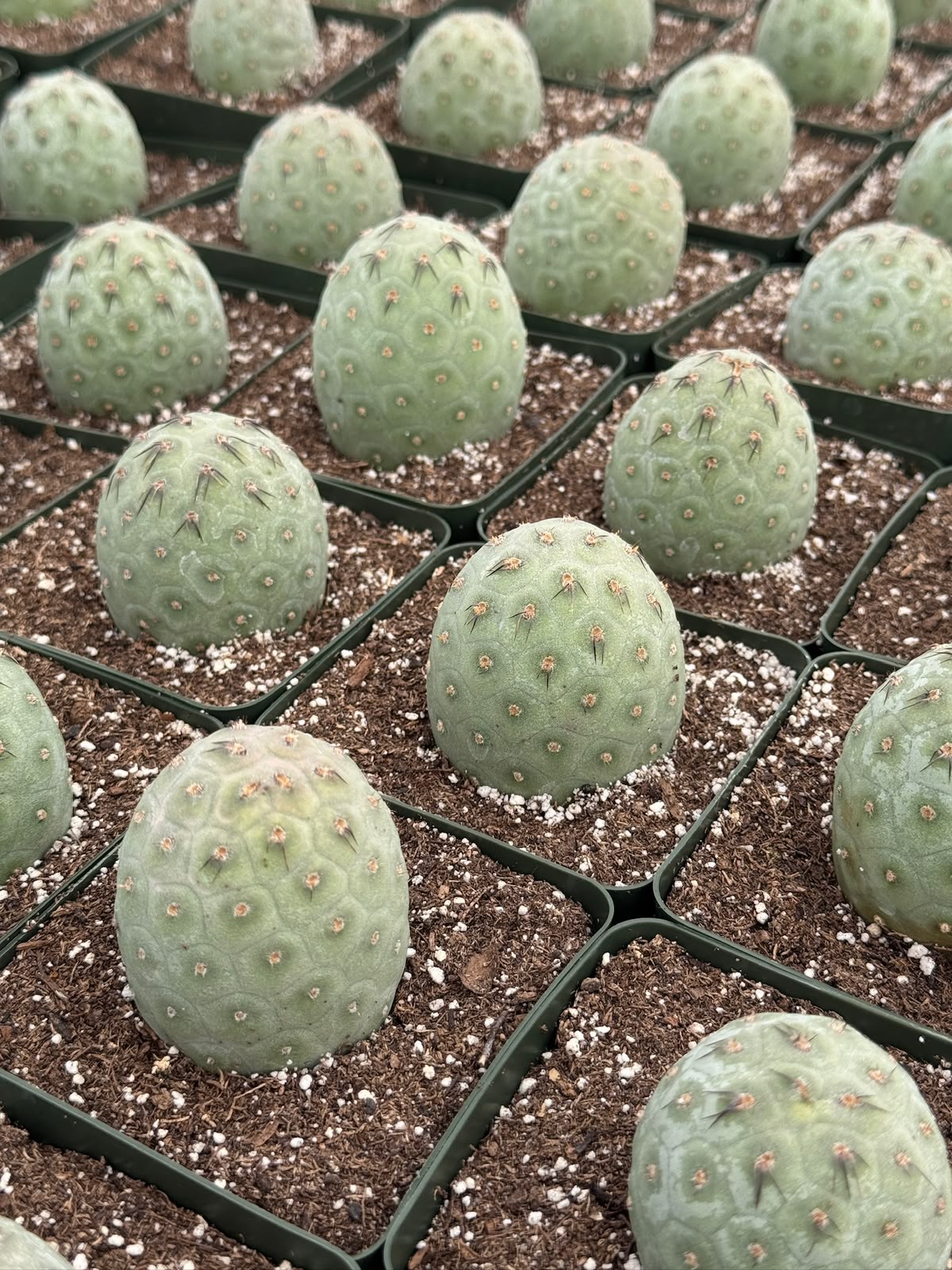 Tephrocactus geometricus