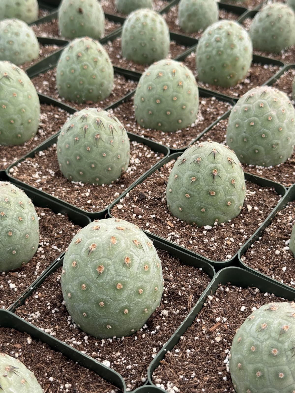 Tephrocactus geometricus