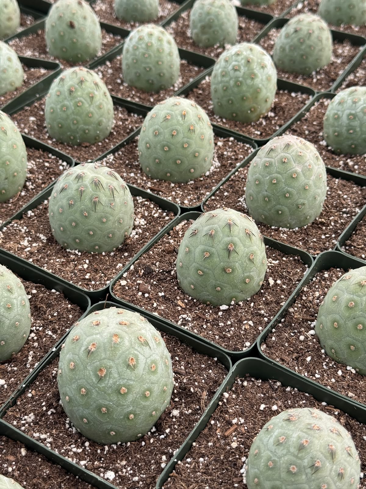 Tephrocactus geometricus