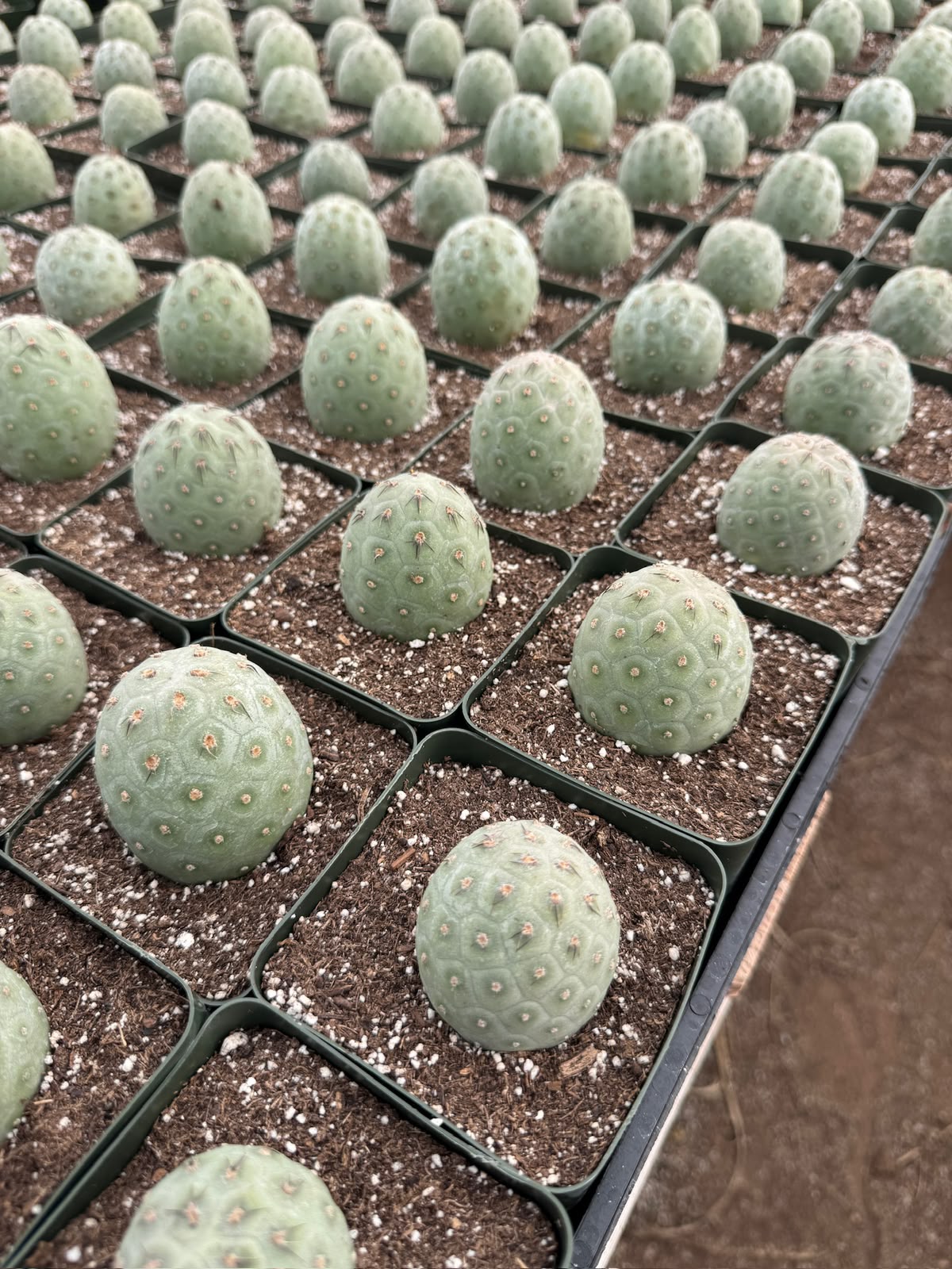 Tephrocactus geometricus