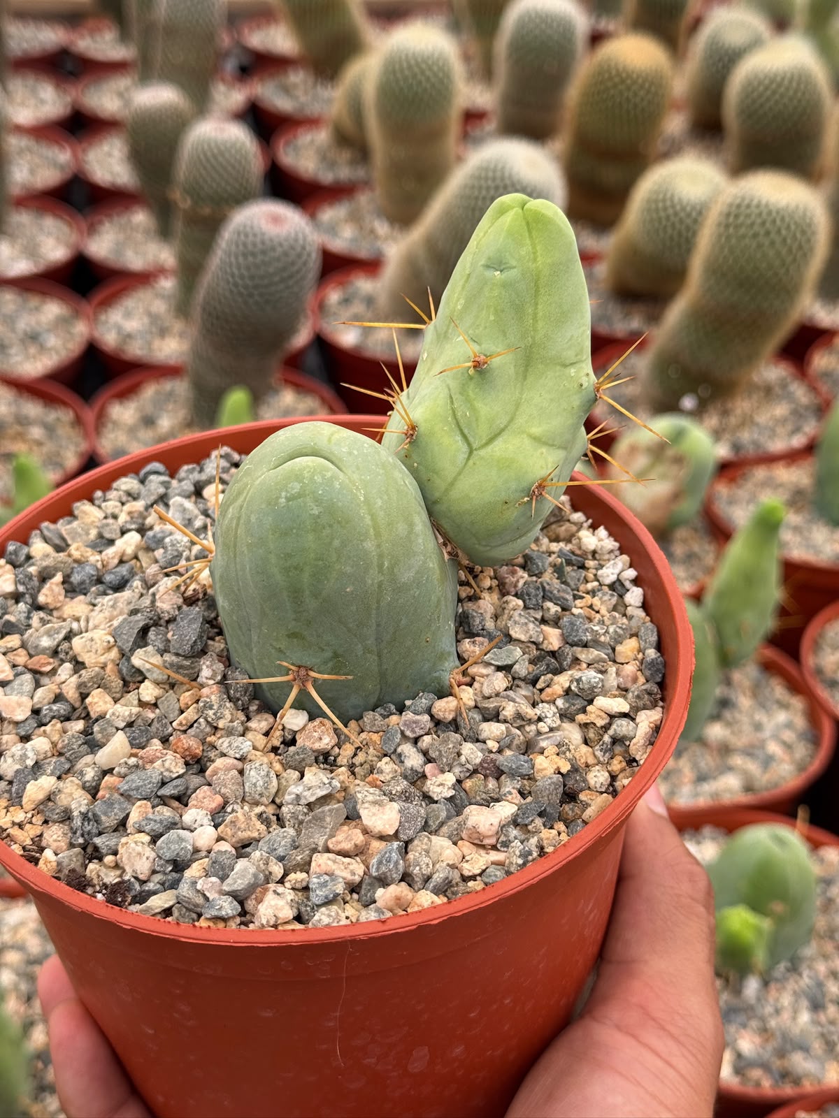 Trichocereus bridgesii f. Mounstruosos (cactus nepe)