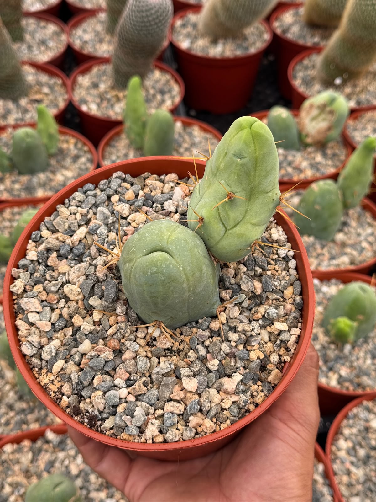 Trichocereus bridgesii f. Mounstruosos (cactus nepe)