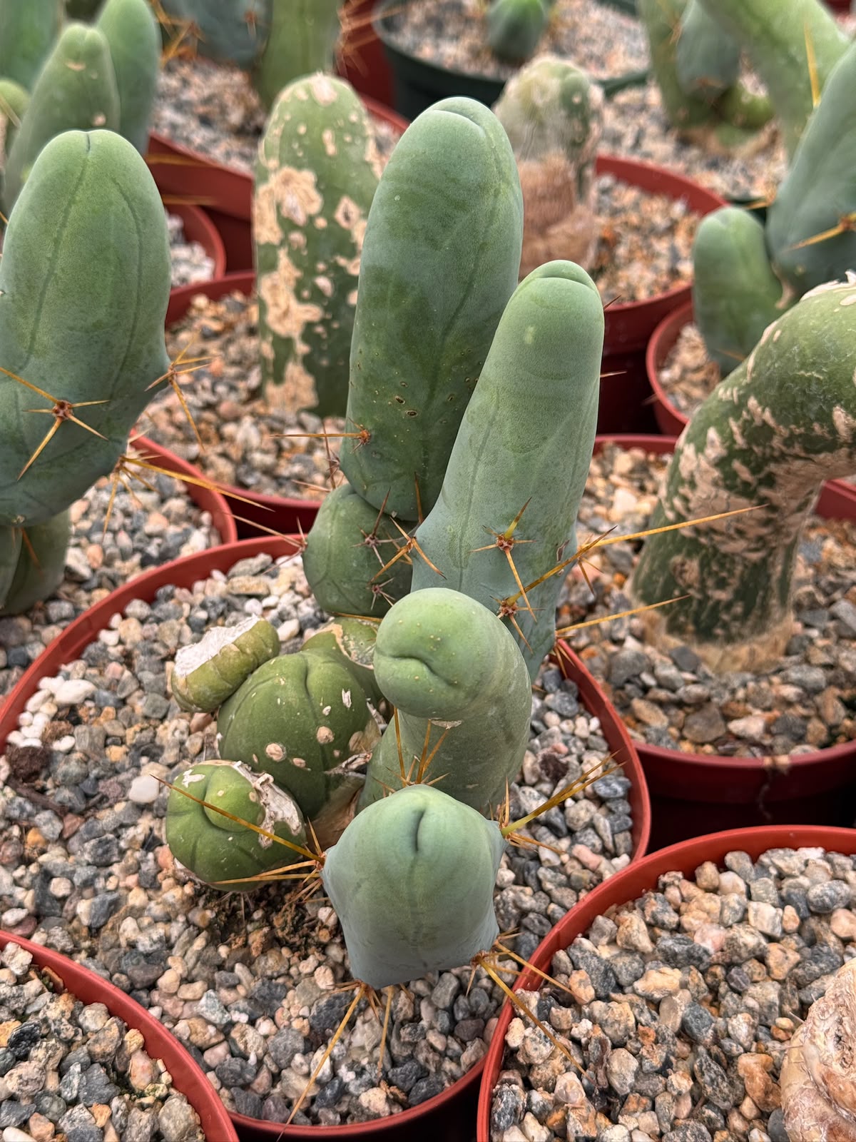 Trichocereus bridgesii f. Mounstruosos (cactus nepe)