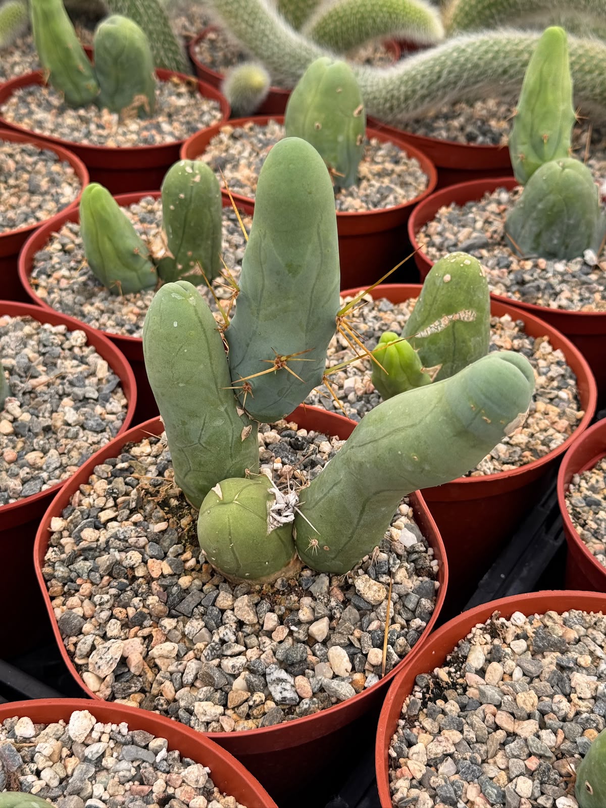 Trichocereus bridgesii f. Mounstruosos (cactus nepe)