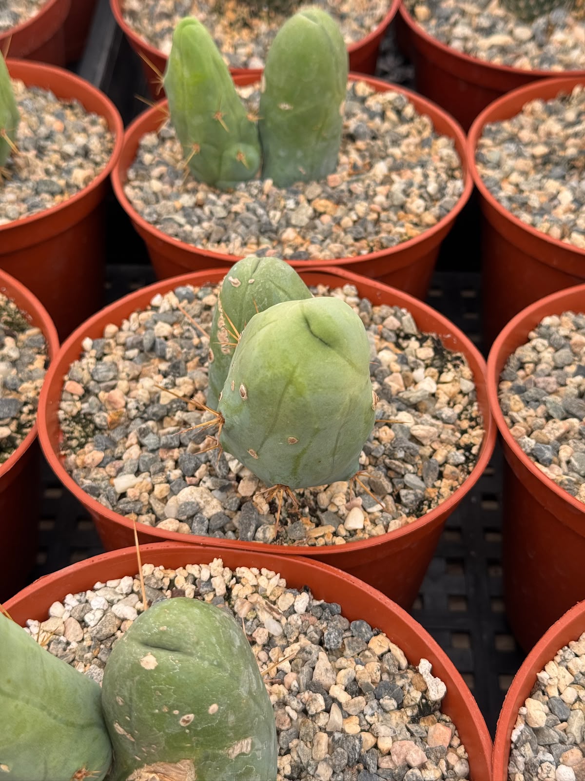 Trichocereus bridgesii f. Mounstruosos (cactus nepe)