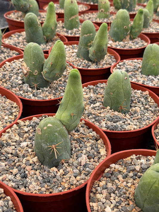 Trichocereus bridgesii f. Mounstruosos (cactus nepe)