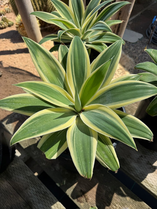 Agave Attenuata ‘starstruck’