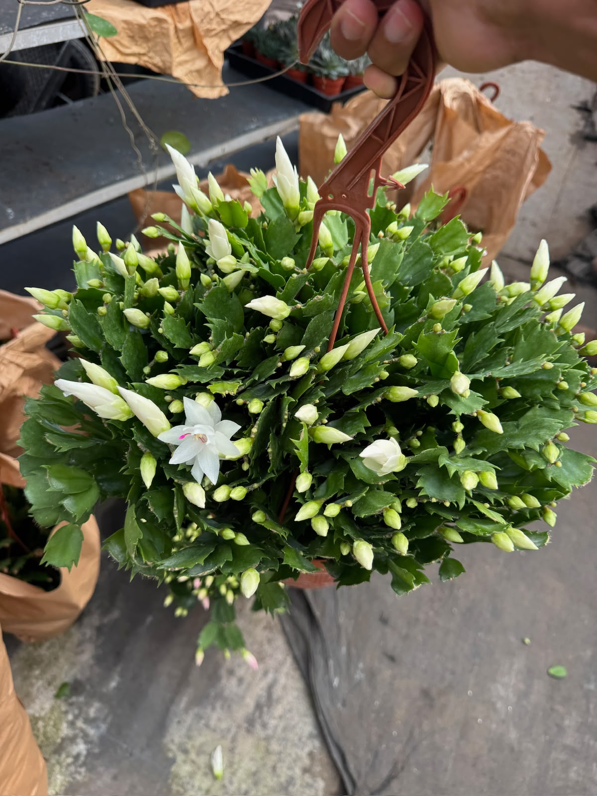 Schlumbergera (Cactus Navidad)