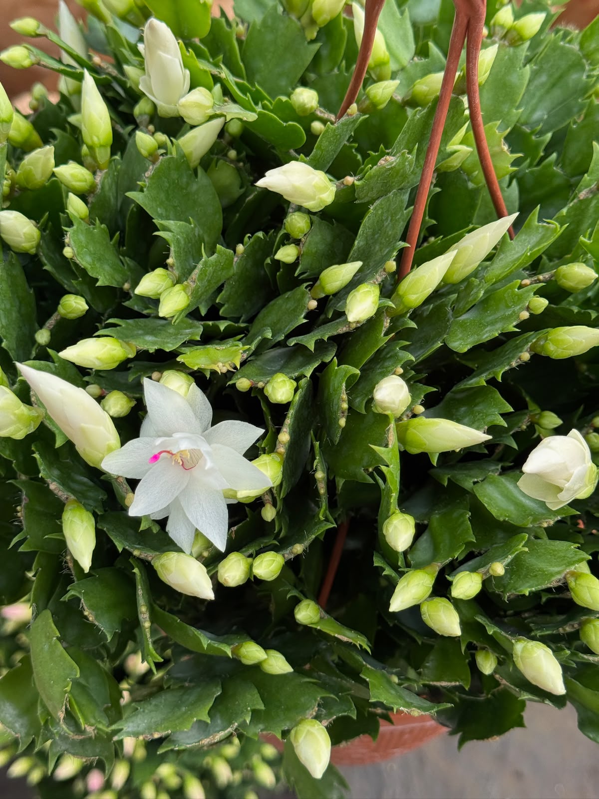 Schlumbergera (Cactus Navidad)