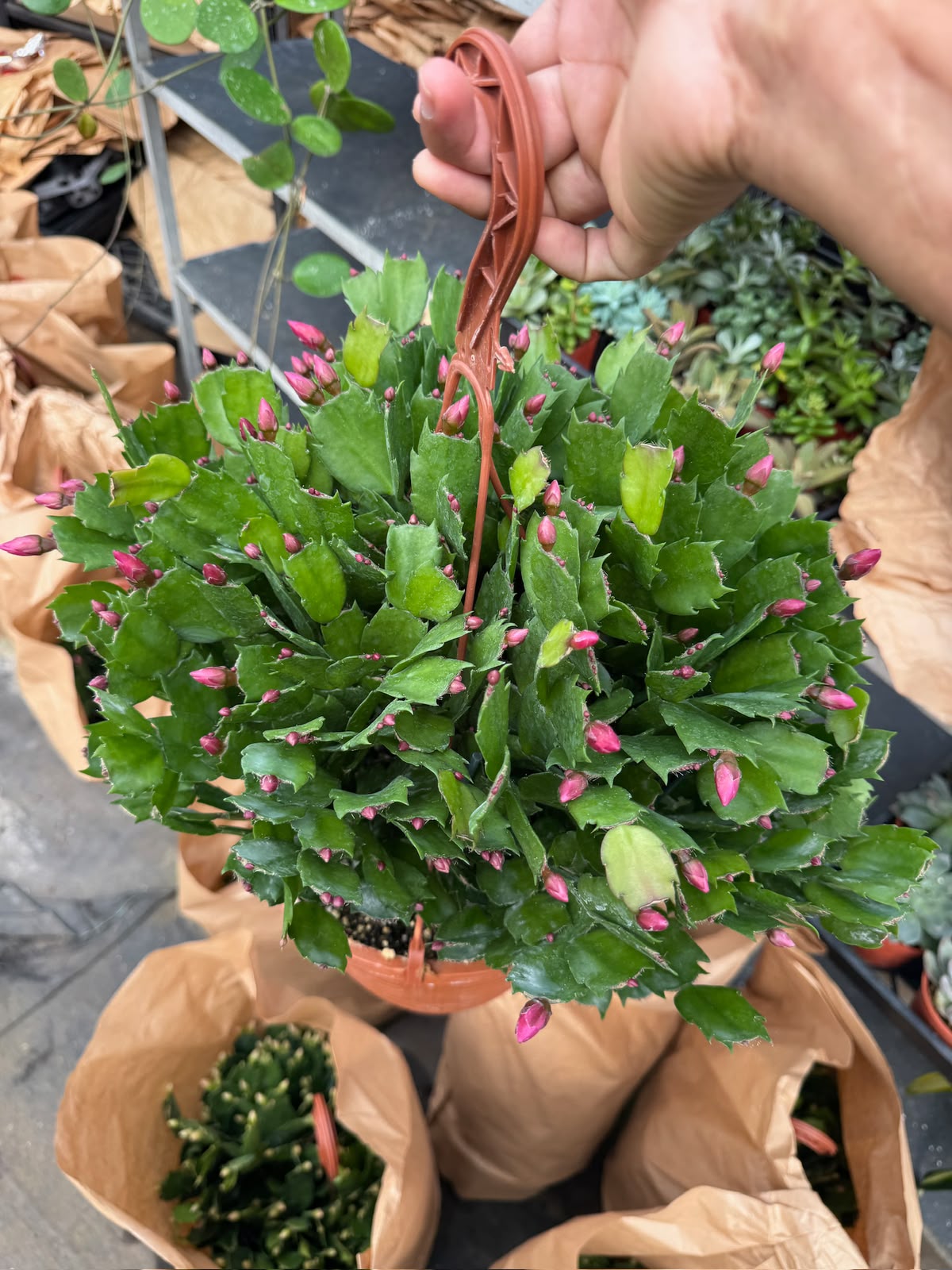 Schlumbergera (Cactus Navidad)