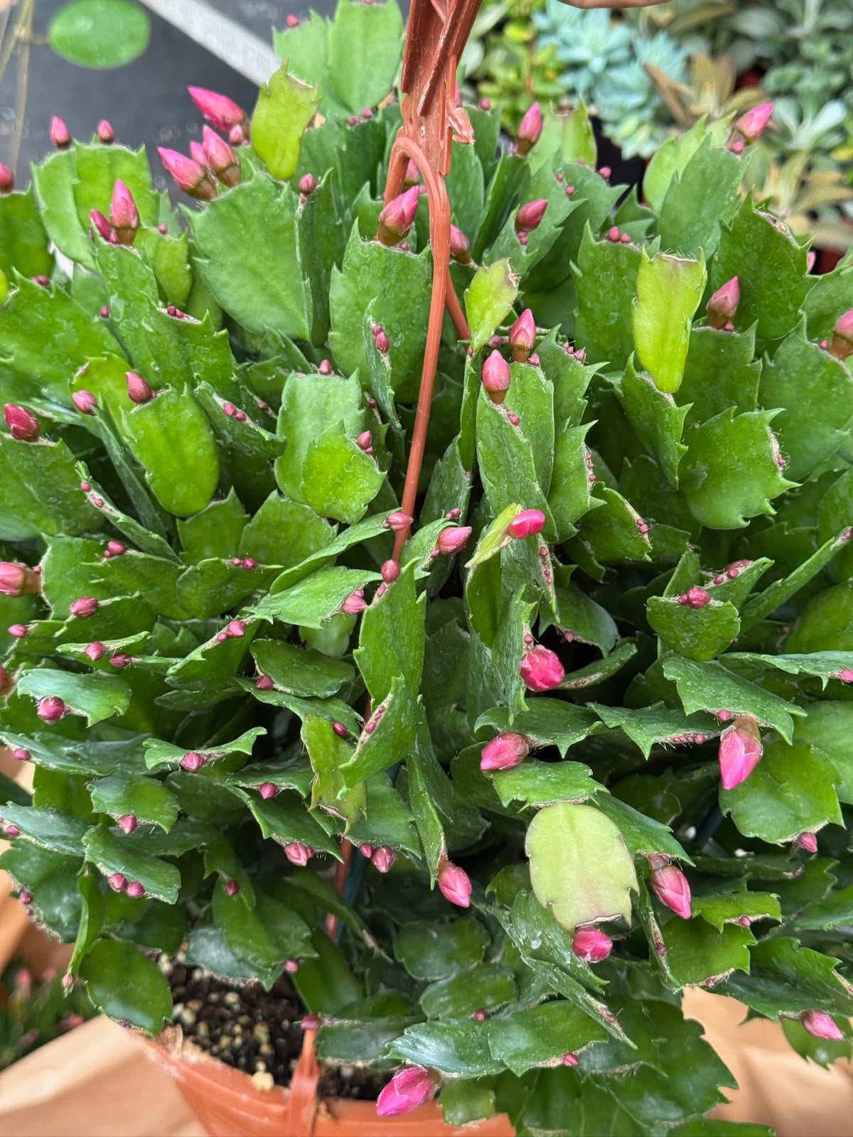 Schlumbergera (Cactus Navidad)