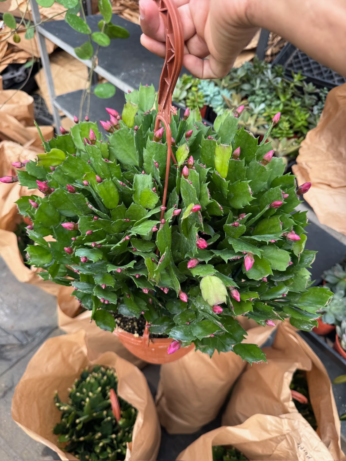 Schlumbergera (Cactus Navidad)