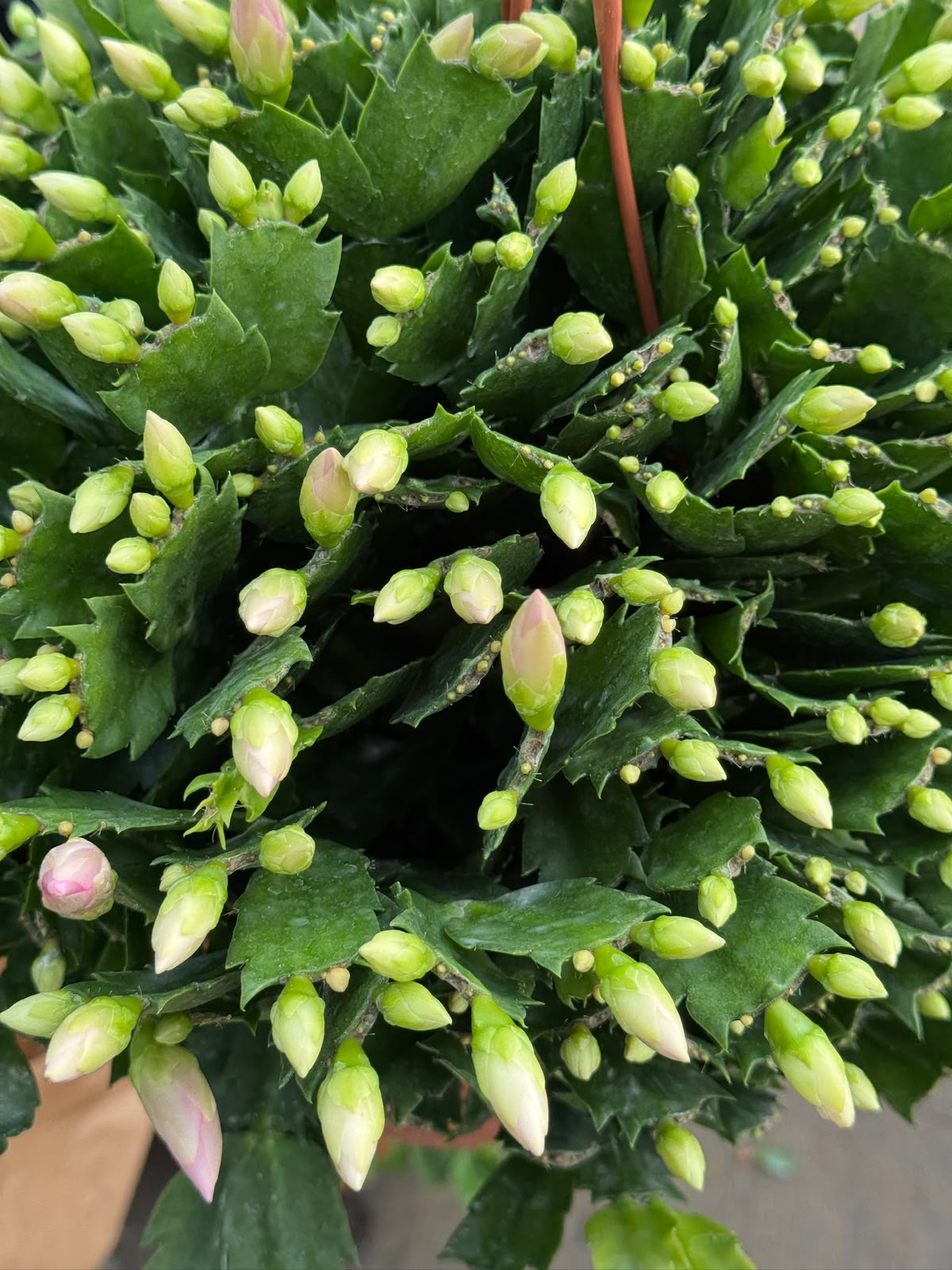 Schlumbergera (Cactus Navidad)