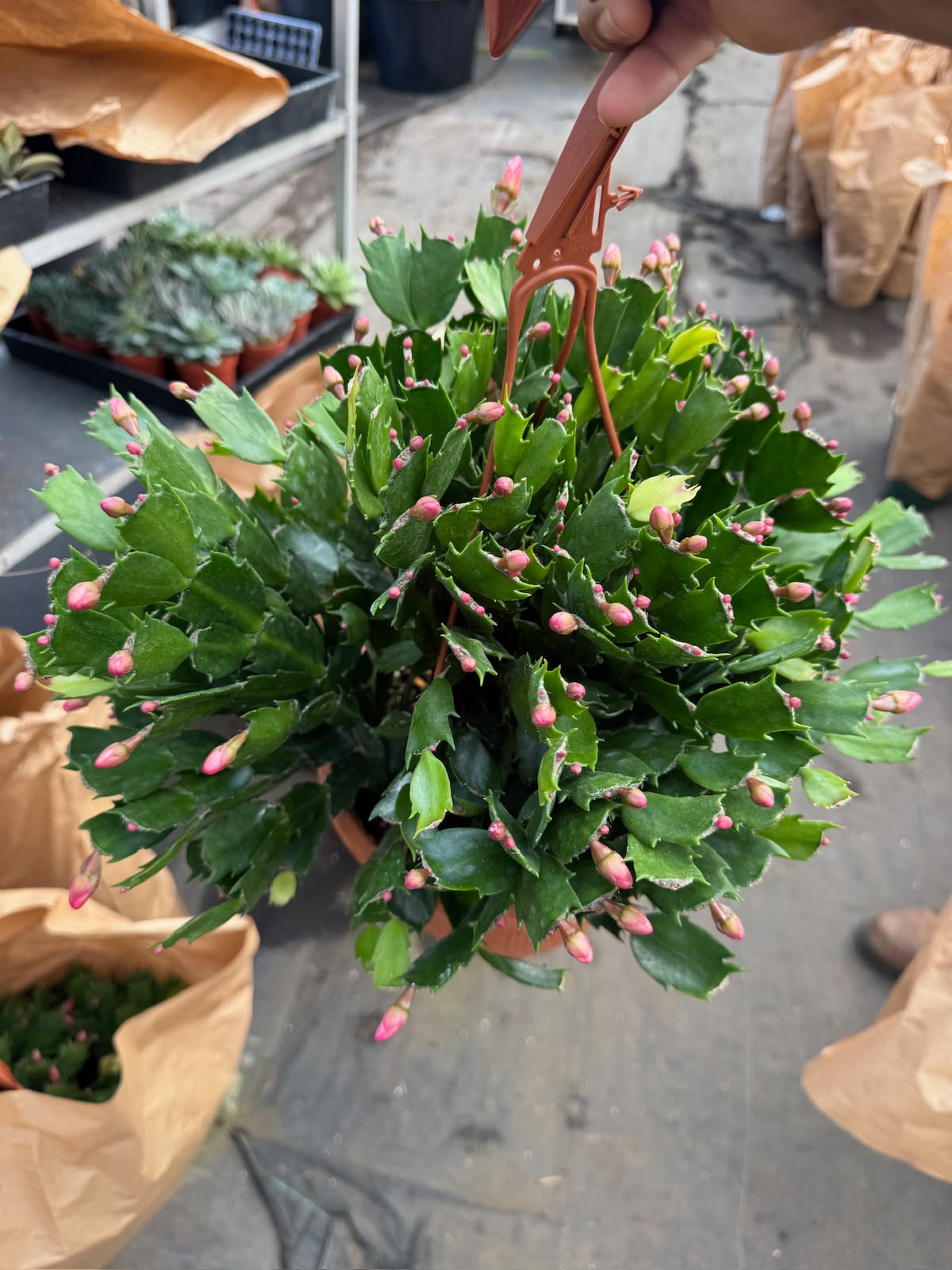 Schlumbergera (Cactus Navidad)