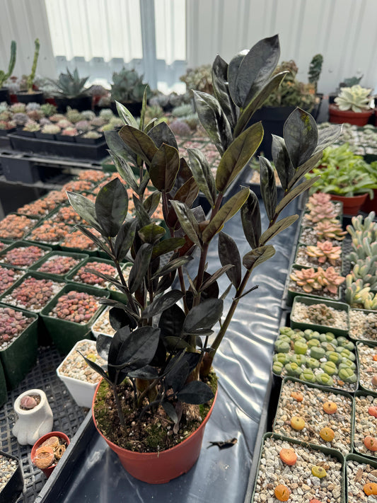 Zamioculcas zamiifolia Black Raven (ZZ black Raven)