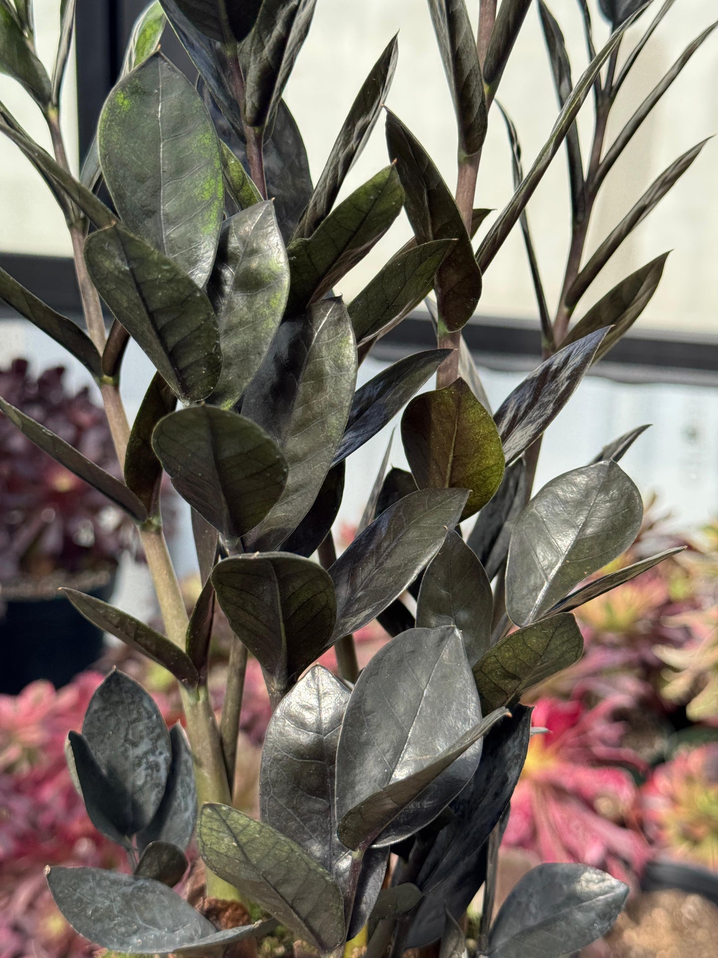 Zamioculcas zamiifolia Black Raven (ZZ black Raven)