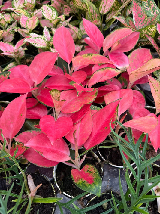 Aglaonema pink Valentine