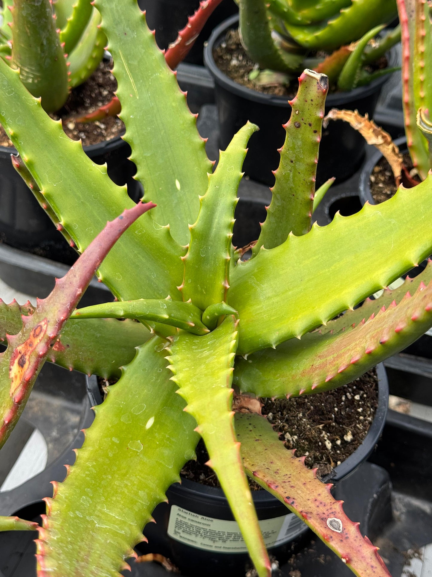 Aloe cameroni