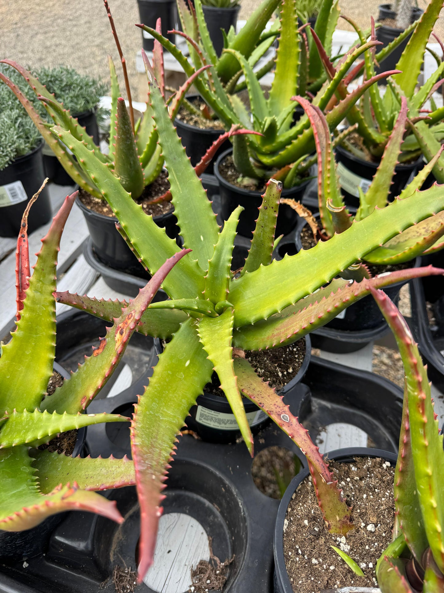 Aloe cameroni