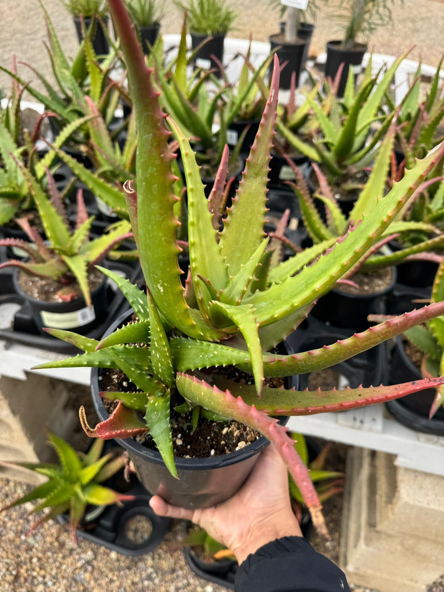 Aloe cameroni