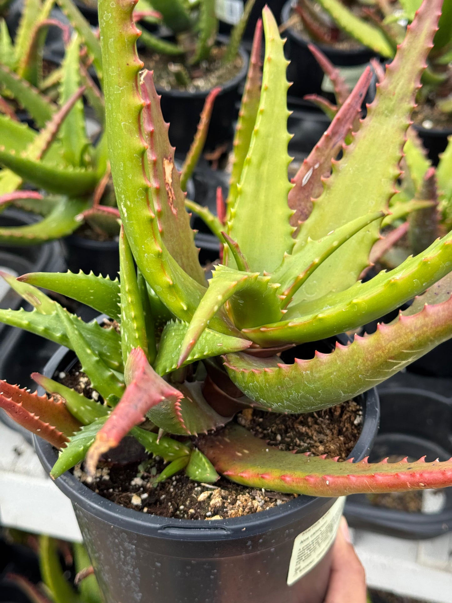 Aloe cameroni