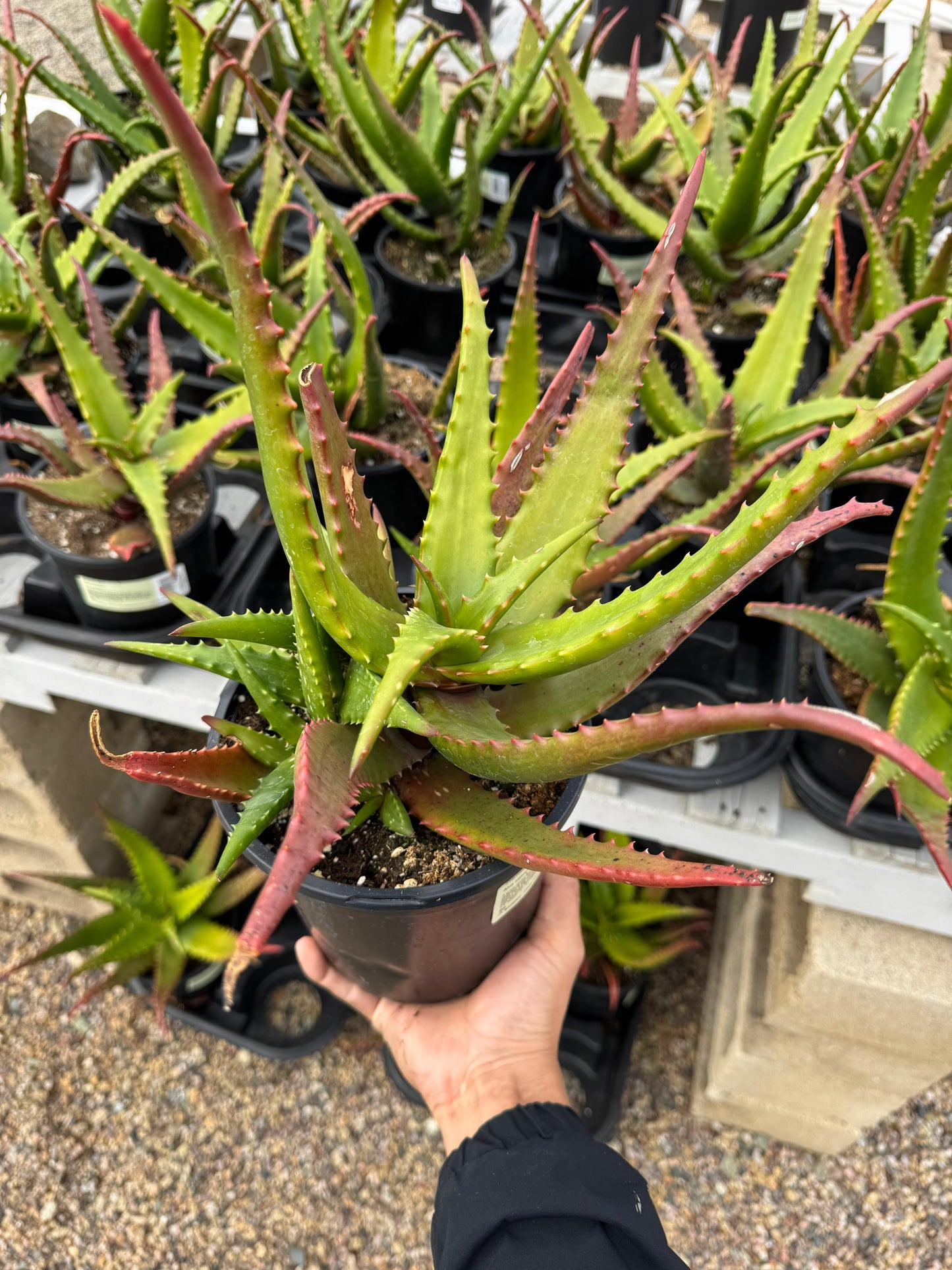 Aloe cameroni