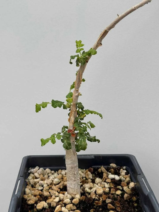 boswellia sacra