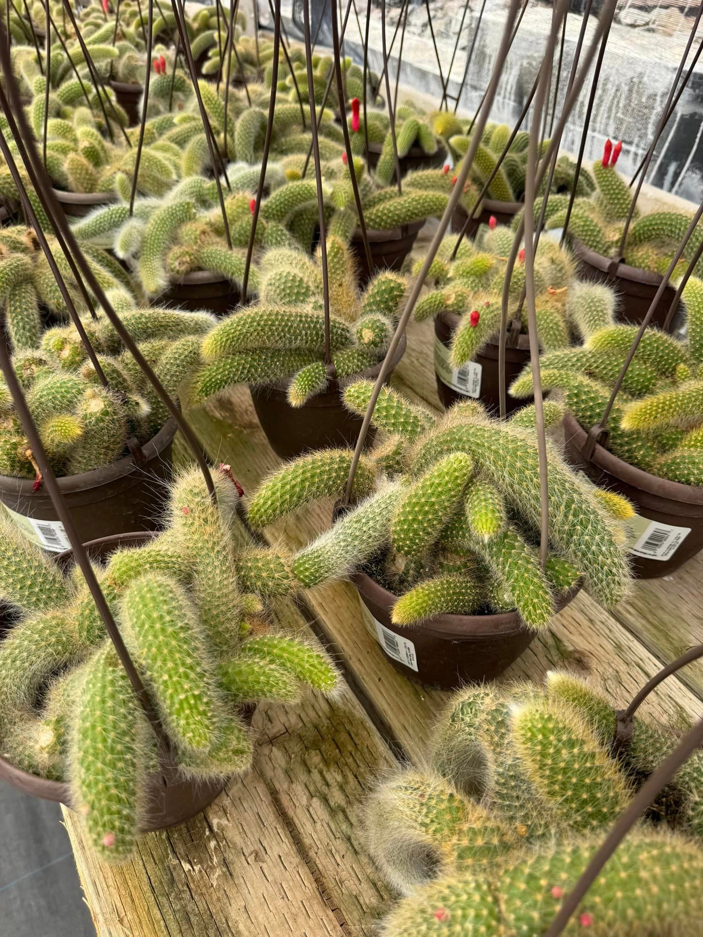 Cola de mono cluster (Cleistocactus colademononis)