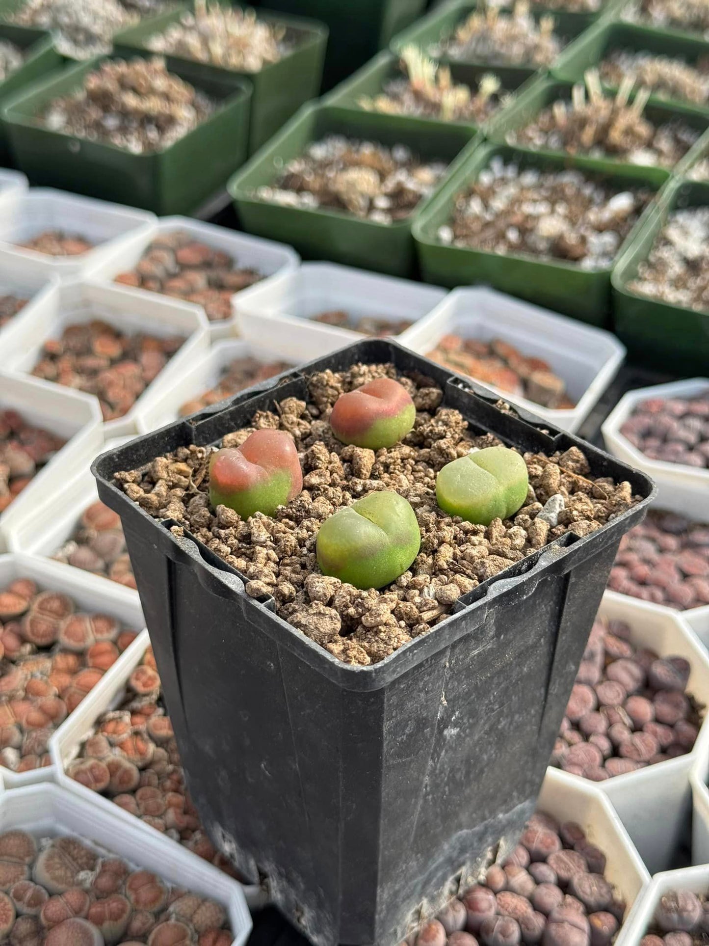 Conophytum Maughanii cluster