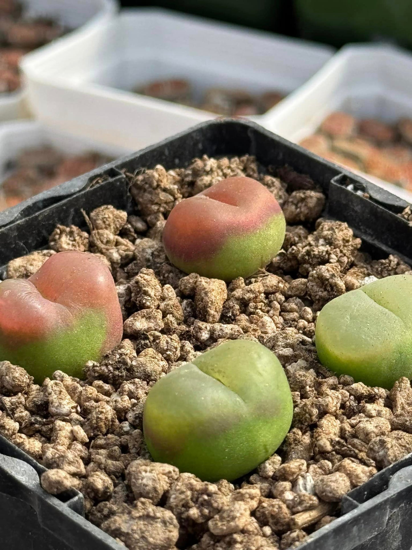 Conophytum Maughanii cluster