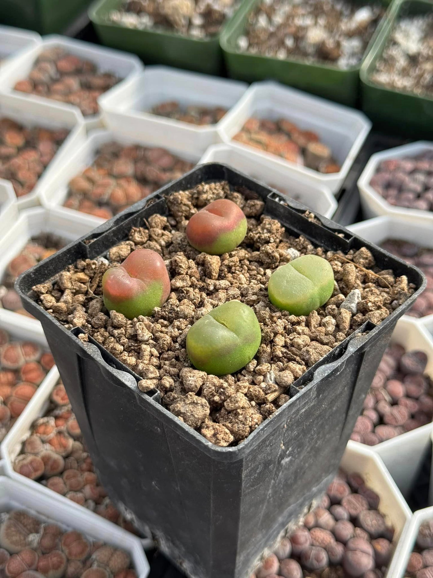 Conophytum Maughanii cluster