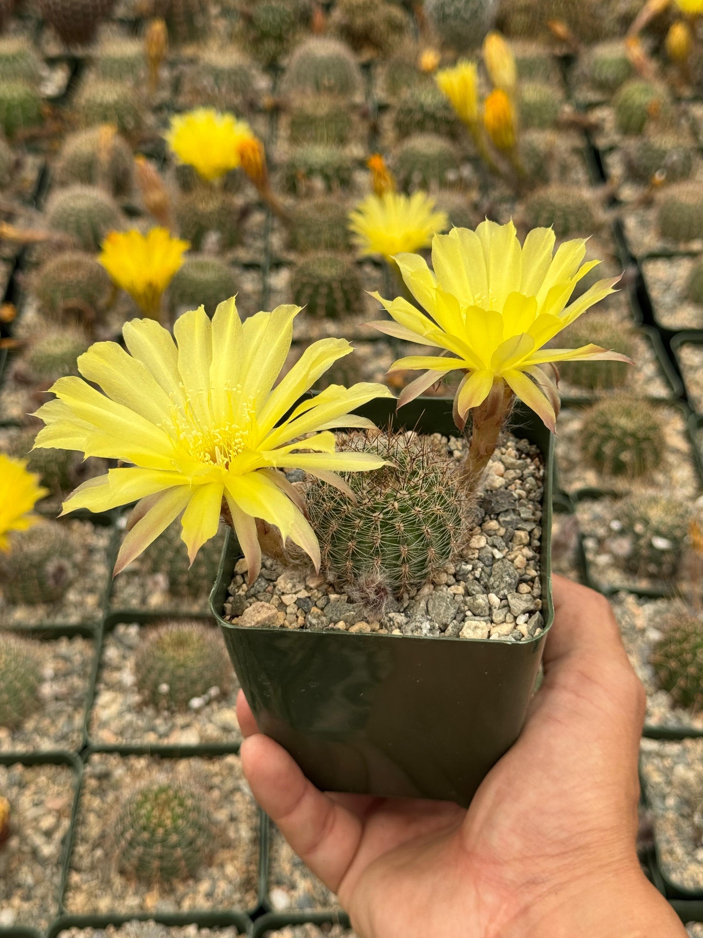 Echinopsis aurea var. sierragrandensis