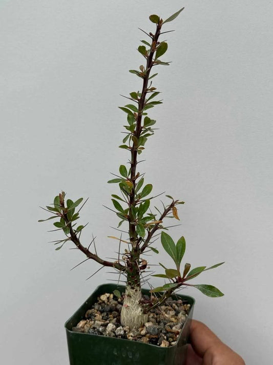 fouqueria fasciculata