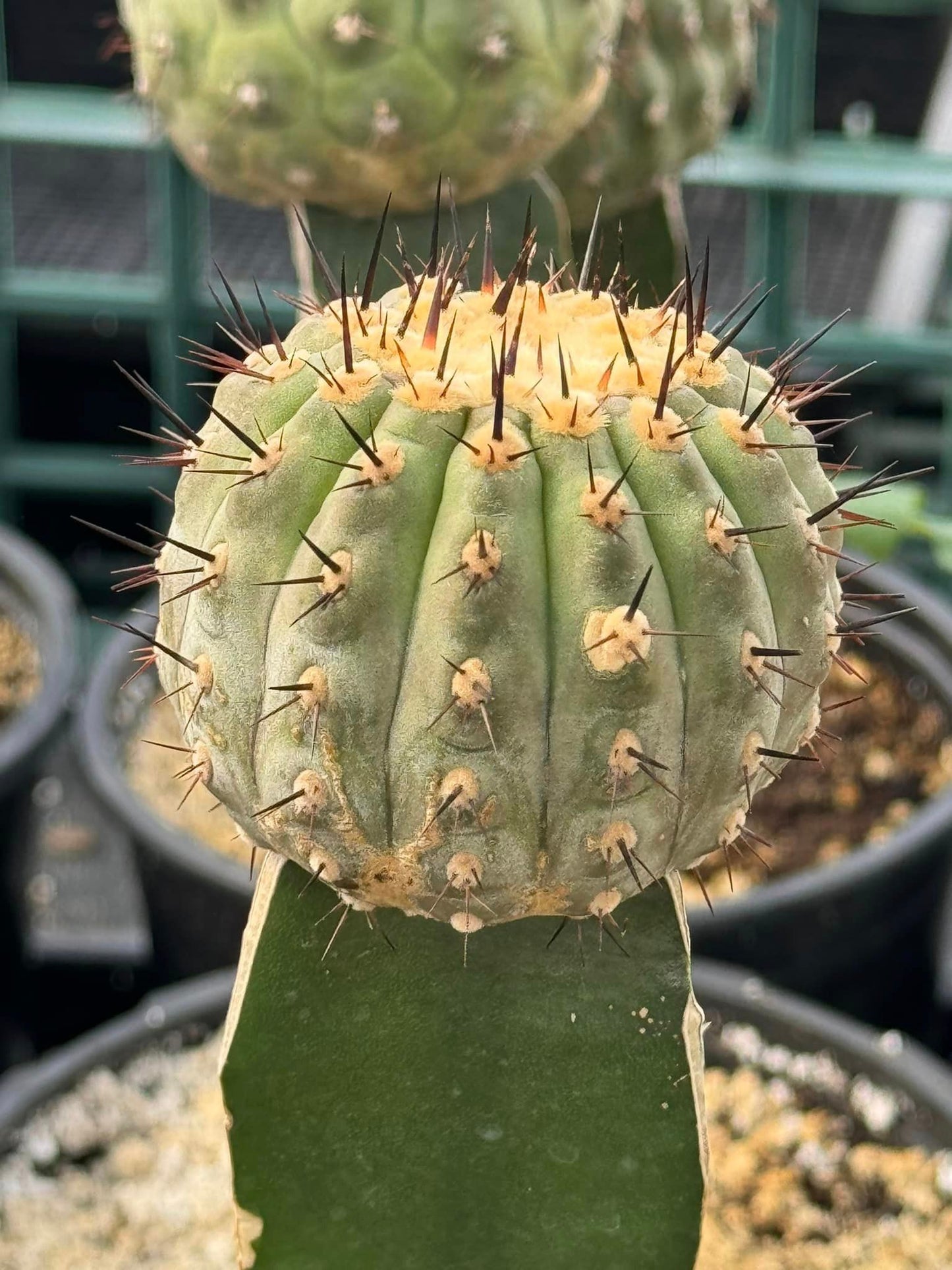 Injerto Copiapoa Cinerea