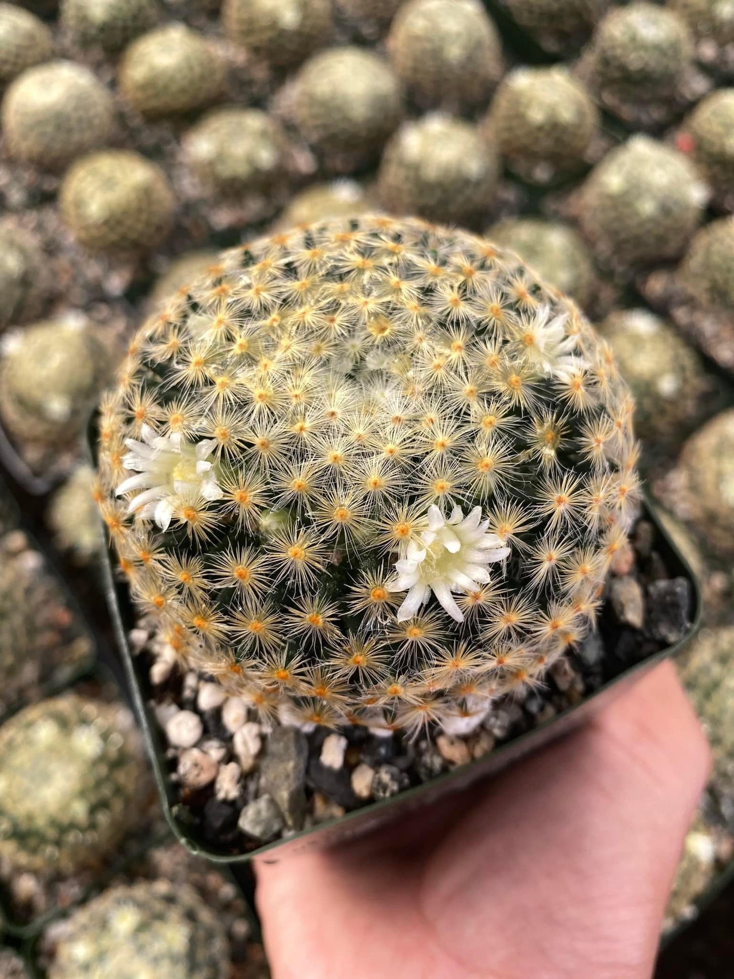 Mammillaria Schiedeana