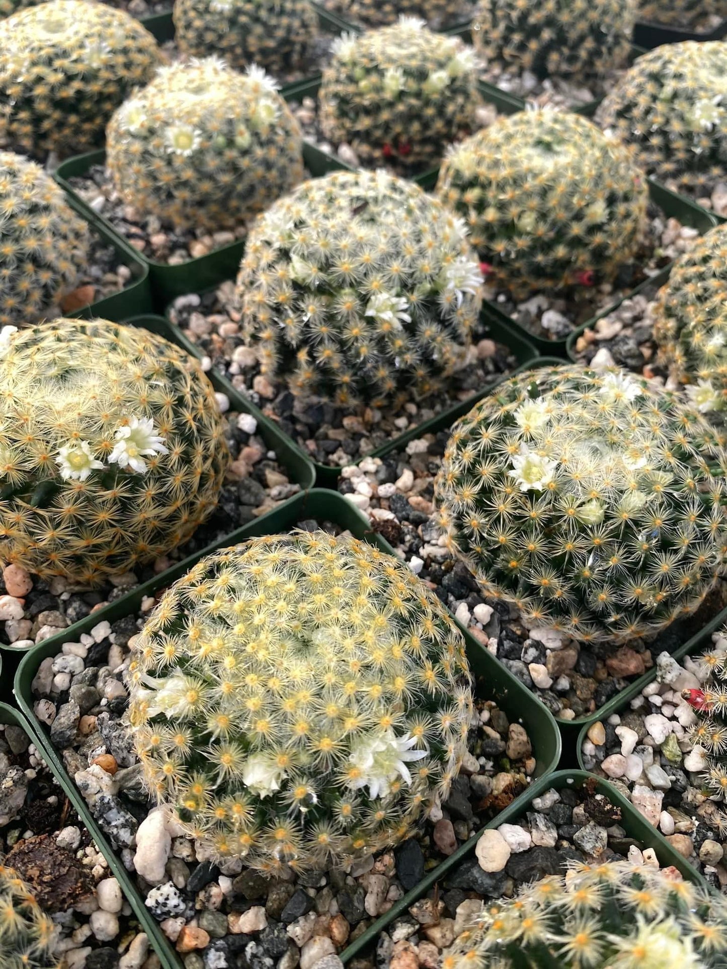 Mammillaria Schiedeana