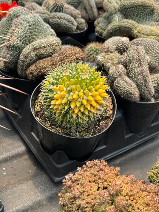 Mammillaria variegada 5"