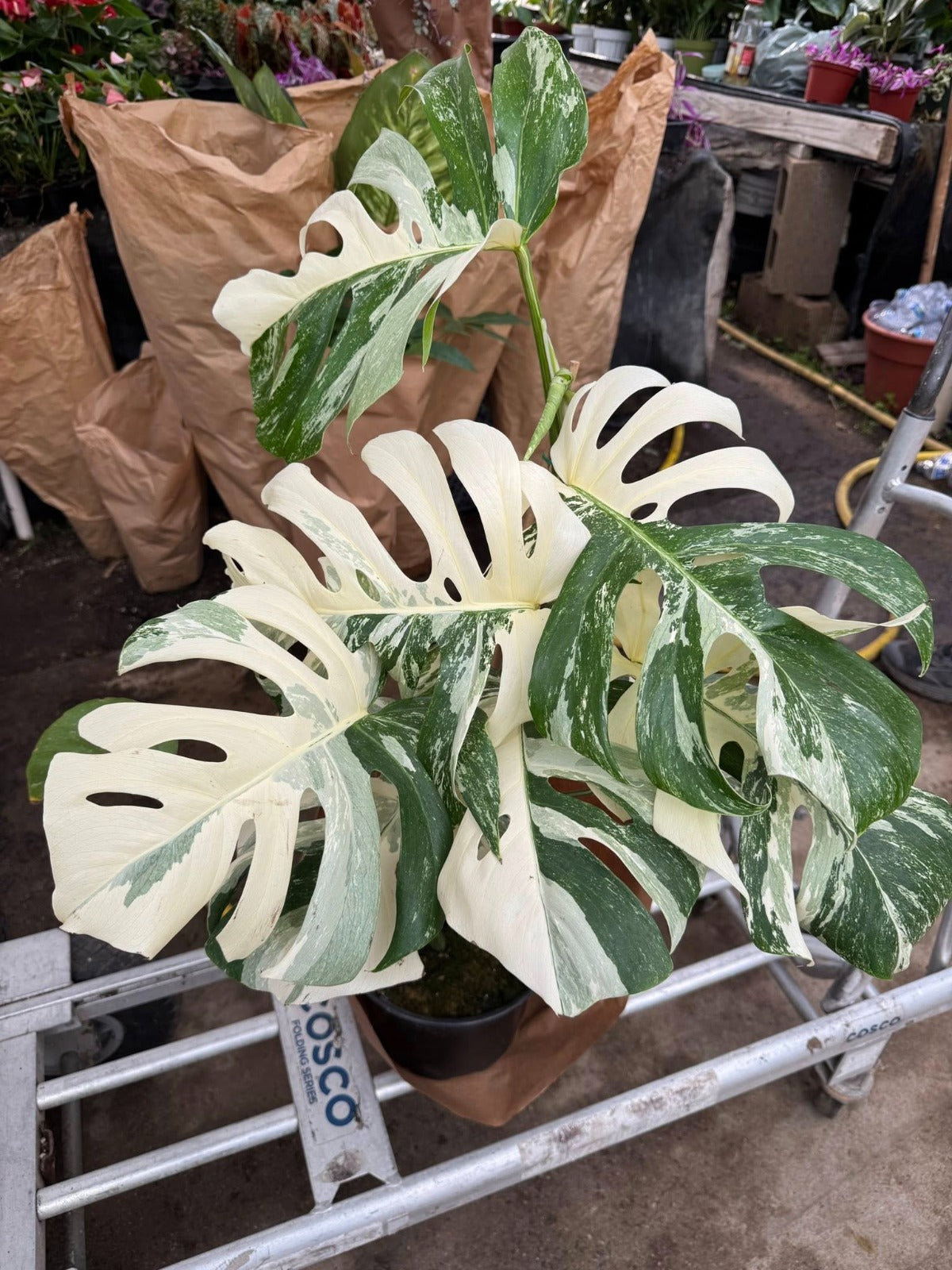 Monstera albo variegada (G)