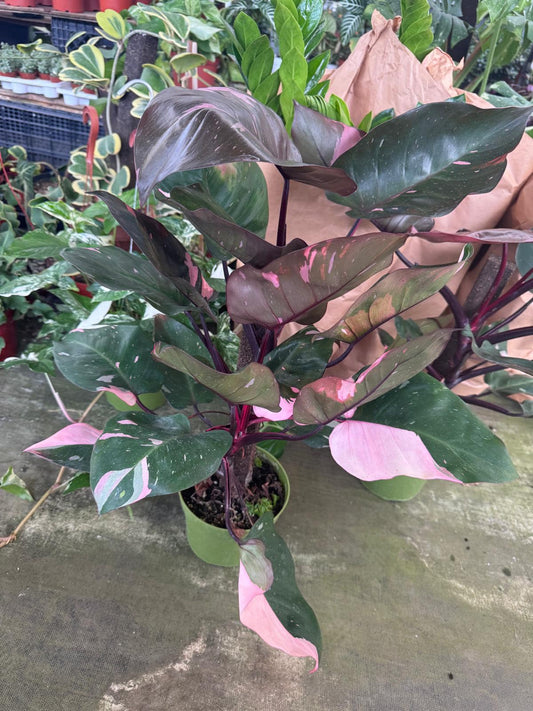 Philodendron pink princess jumbo 8"