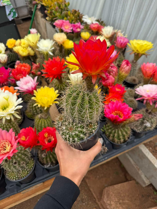 trichocereus grandiflorus 6”